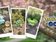 New Pokémon Snap Celebration chega ao Pokémon GO