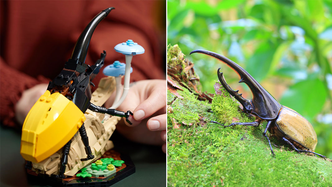 LEGO Ideas A Coleção de Insetos