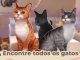 Cat Rescue Story